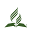 GCC